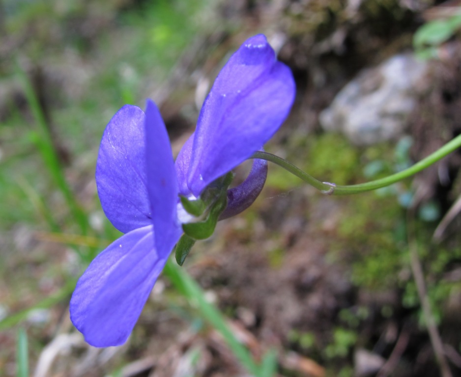 Viola cassinensis (=Viola pseudogracilis) / Viola di Montecassino